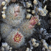 Chaffey's Foxtail Cactus - Photo (c) Ad Konings, some rights reserved (CC BY-NC), uploaded by Ad Konings