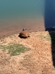 Trachemys scripta elegans