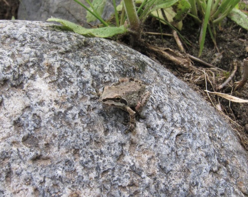 iNaturalist observation photo of Pacific chorus frog