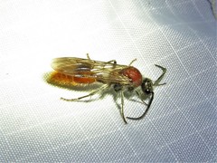 Sphaeropthalma imperialis
