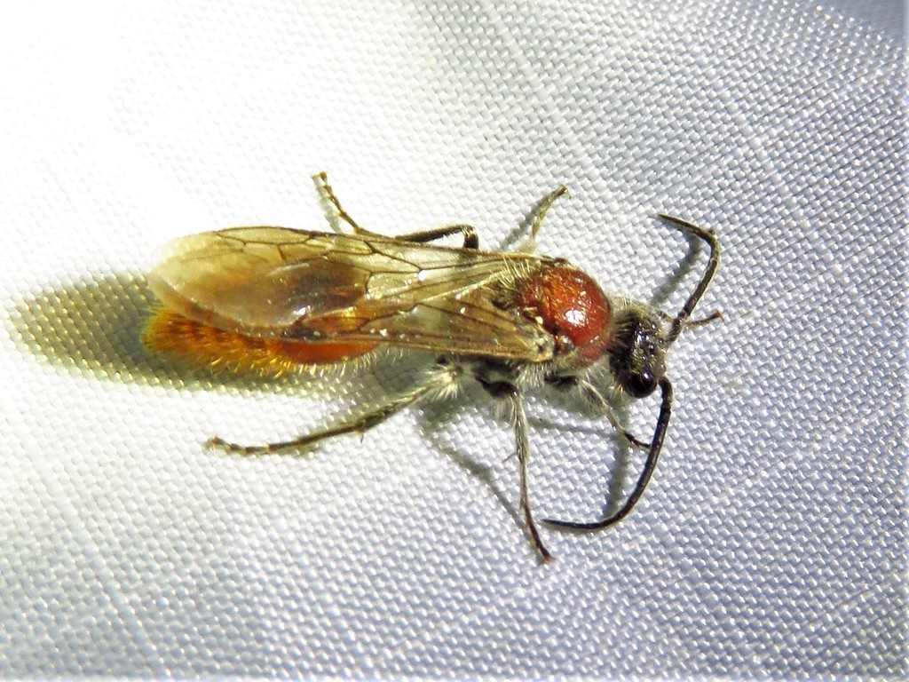 Sphaeropthalma imperialis