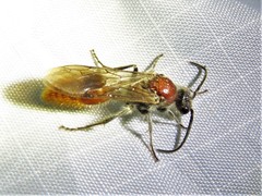 Sphaeropthalma imperialis