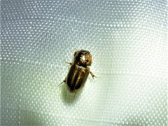 Labarrus cincticulus