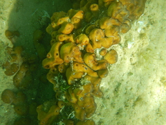 Chondrilla nucula
