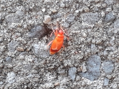 Pyrrhocoris apterus