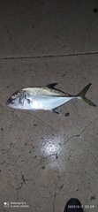 Caranx latus