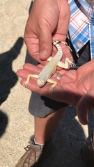 Callisaurus draconoides rhodostictus
