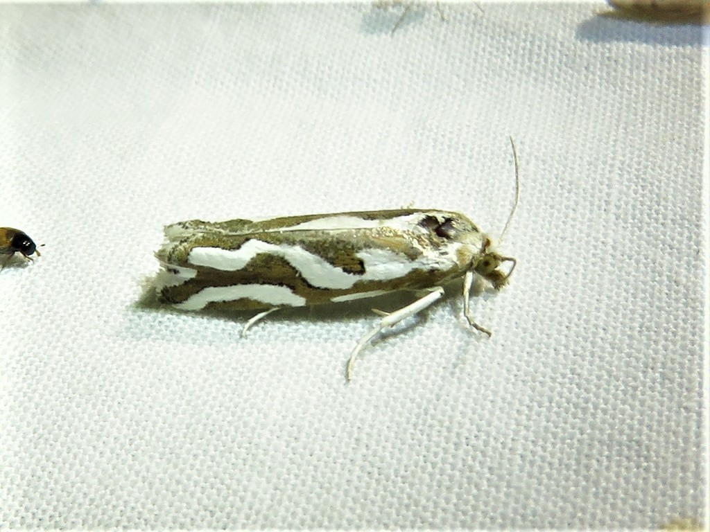 Pelochrista agassizii