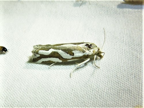 Pelochrista agassizii