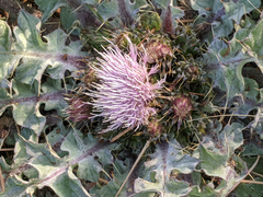 Cirsium scariosum congdonii