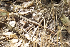 Aspidoscelis stictogrammus