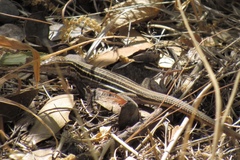 Aspidoscelis stictogrammus