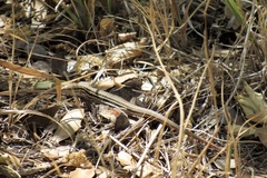 Aspidoscelis stictogrammus