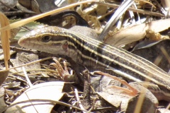 Aspidoscelis stictogrammus