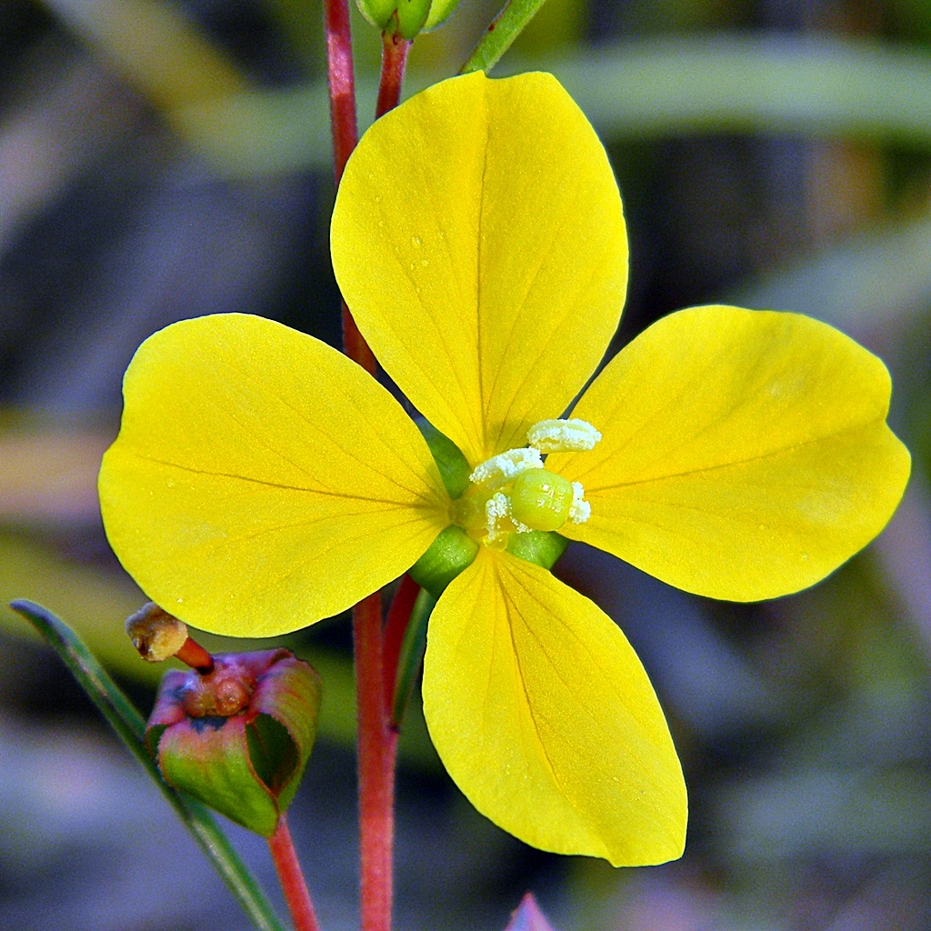 Ludwigia maritima