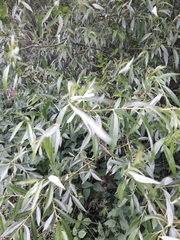 Salix daphnoides