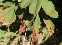 Phyllosticta sphaeropsoidea