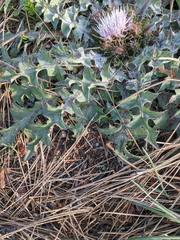 Cirsium scariosum congdonii