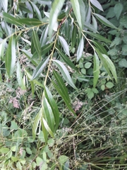 Salix daphnoides