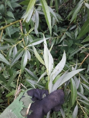 Salix daphnoides