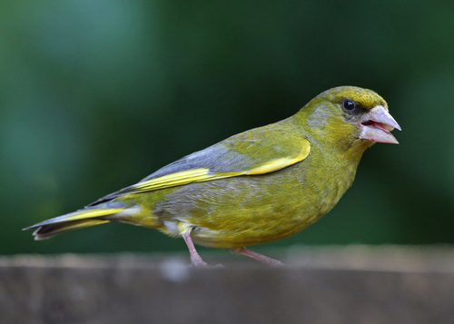 Verderón común (Chloris chloris)