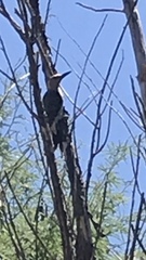Melanerpes aurifrons