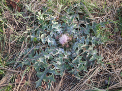 Cirsium scariosum congdonii