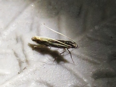 Eralea albalineella
