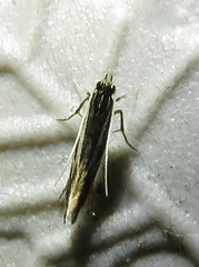 Eralea albalineella