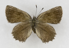 Callophrys fotis