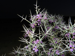 Zilla macroptera