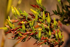 Kalanchoe paniculata
