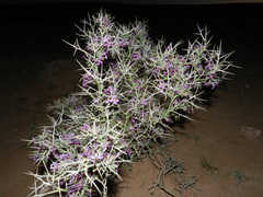Zilla macroptera