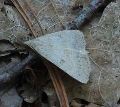 Chytolita morbidalis