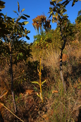 Kalanchoe paniculata