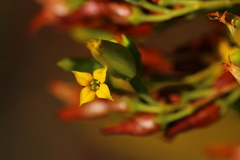 Kalanchoe paniculata