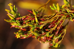 Kalanchoe paniculata