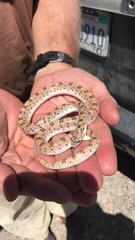 Phyllorhynchus decurtatus