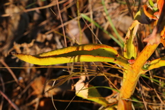 Kalanchoe paniculata
