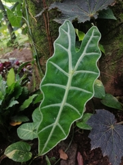 Alocasia amazonica