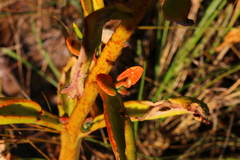 Kalanchoe paniculata