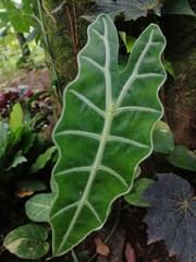 Alocasia amazonica