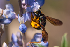 Xylocopa californica diamesa