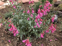 Penstemon clutei