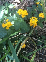 Lantana × hybrida