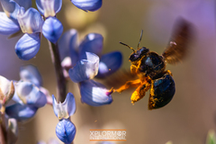 Xylocopa californica diamesa