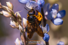 Xylocopa californica diamesa