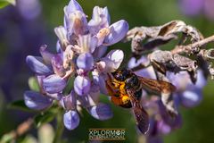 Xylocopa californica diamesa