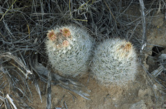 Escobaria dasyacantha