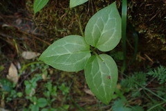 Pseudotrillium rivale